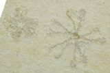 Two Floating Crinoid (Saccocoma) Fossils - Solnhofen Limestone #353563-2